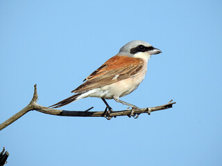 Red-Backed Shrike (Lanius collurio), also known as the Butcher bird, in the African sky. Red-Backed Shrike in the Kruger National Park.
