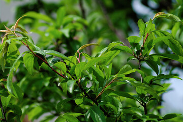 green leaves in the garden