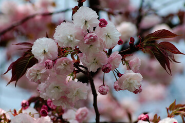 blossom in spring