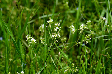 green grass with dew drops