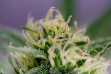 trichomes in the cannabis plant. Marihuana macro crystals.