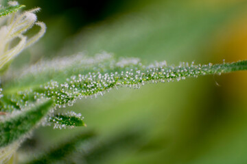 trichomes in the cannabis plant. Marihuana macro crystals.