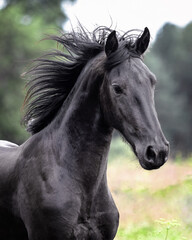Black friesian young stallion ruuning through the field. Animal in motion, portrait.