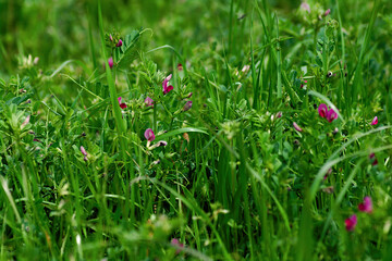 red flowers in the grass