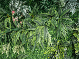 green plants, leaves wall