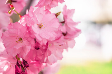 Tree branches blossoms in the spring
