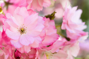 The lovely spring pink blooms