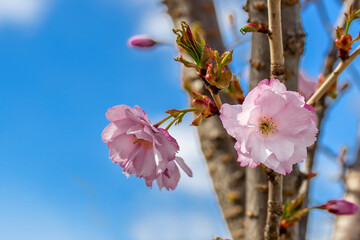 Blossom tree and the spring blue sky
