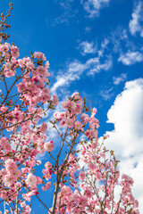 Blossom tree and blue sky 