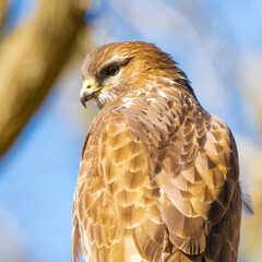 Buzzard head in the forest. Sitting on a branch. Wildlife Bird of Prey, Buteo buteo. Detailed feathers in close up. Blue sky behind the trees. Wildlife scene from nature, square photo