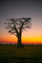 Fototapeta na wymiar Baobap tree early in the morning before the sunrise in Okavango Delta of Botswana, Southern Africa.