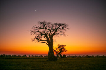 Baobap tree early in the morning before the sunrise in Okavango Delta of Botswana, Southern Africa.