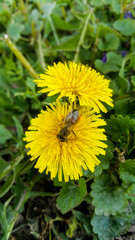 Dandelion and bee