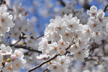 桜
