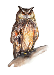 Brown, variegated owl. Watercolor image for art, educational and children's publications.