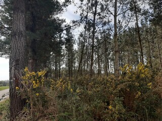 Maleza en el interior de un extenso pinar de Galicia 