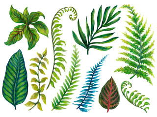 Hand drawn houseplant rainforest foliage and leaf Illustration elements on white background for invitation card , wallpaper