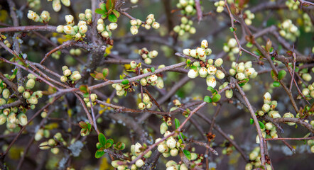 Spring morning, in a shrub at the beginning of flowering, inflorescences with white buds between green foliage.