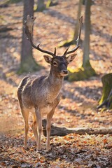 Naklejka na ściany i meble Beautiful animal in a wild nature. Fallow deer (Dama dama) Colorful natural background