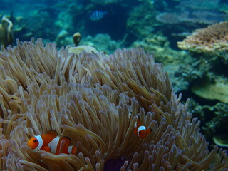 Plakat fish on reef