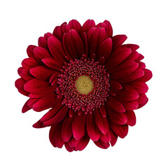 Top view of intense red Gerbera flower. Isolated on white background.