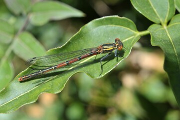Libellule en gros plan dans du feuillage vert