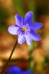 Spring flower. Beautiful blooming first small flowers in the forest. Hepatica. (Hepatica nobilis)