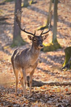 Beautiful animal in a wild nature. Fallow deer (Dama dama) Colorful natural background © montypeter