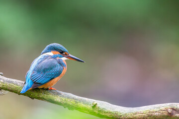 Eurasian kingfisher (Alcedo atthis) sitting on his perch in autumn.