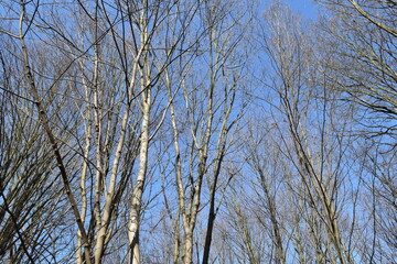 Branches of trees against the blue sky.