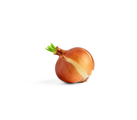 sprouting bulb on a white background, isolate