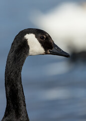 Portrait of a Canada Goose.