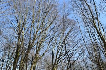 Branches of trees against the blue sky.