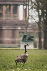 Obraz premium Kanadagans im Stadtpark