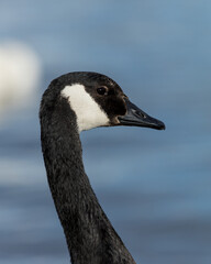 Portrait of a Canada Goose.