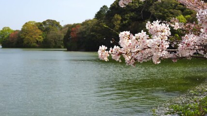 新緑の風景 香川県亀鶴公園 Wall Mural Wallpaper Murals Kozo