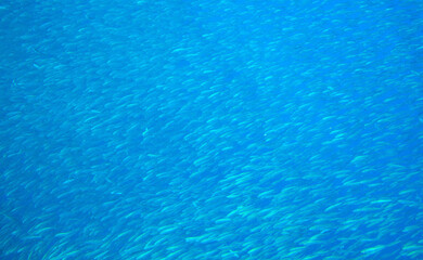 Fototapeta na wymiar School of fish in blue sea. Small sardine school in blue ocean. Seafish underwater photo. Pelagic fish colony carousel in seawater. Mackerel shoal. Oceanic wildlife. Sea sardines. Commercial fishing.