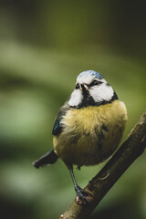Blaumeise Nahaufnahme Frühling