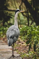 Graureiher Fischreiher im Stadtpark