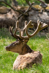 Beautiful deer at Dyrehaven in Denmark