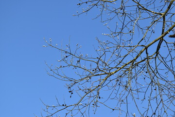 Branches of trees against the blue sky.