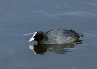 Coot. Black water bird swimming on a pond.