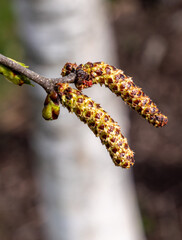 Betula Pendula Blüte im Frühling