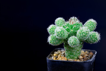 Closeup cactus isolate on black background