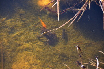 Gartenteich mit Goldfischen