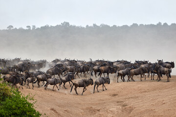 Fototapeta na wymiar Wildebeest crossing the Mara River during the annual great migration.
