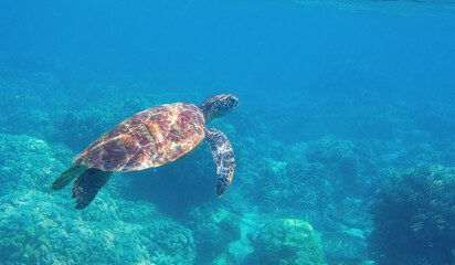 Obraz na płótnie Canvas Sea turtle swimming in blue water. Cute sea turtle in blue water of tropical sea. Green turtle underwater photo. Wild marine animal in natural environment. Endangered species of coral reef.