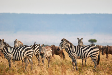 Fototapeta na wymiar Herd of zebra at the Maasai Mara