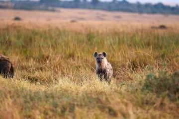 Foto op Canvas Hyena in the high grass of the Maasai Mara © Lennjo