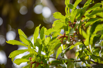 Obraz premium Male flower of Japanese bayberry